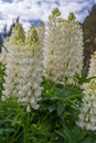 A lot of white lupines field Royalty Free Stock Photo