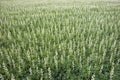 A lot of white lupines field Royalty Free Stock Photo