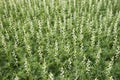 A lot of white lupines field Royalty Free Stock Photo