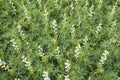 A lot of white lupines field Royalty Free Stock Photo