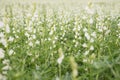 A lot of white lupines field Royalty Free Stock Photo