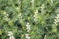 A lot of white lupines field Royalty Free Stock Photo