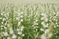 A lot of white lupines field Royalty Free Stock Photo