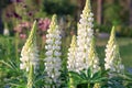 A lot of white lupines field. Rustic garden on the background of a wooden house Royalty Free Stock Photo