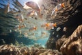 a lot of white with orange river fish swim in shoals underwater in clean river