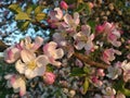 A lot of white-pink flowers of an apple tree close-up against a blue sky and green leaves Royalty Free Stock Photo