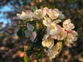 A lot of white-pink flowers of an apple tree close-up against a blue sky and green leaves Royalty Free Stock Photo