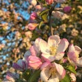 A lot of white-pink flowers of an apple tree close-up against a blue sky and green leaves Royalty Free Stock Photo