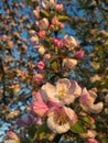 A lot of white-pink flowers of an apple tree close-up against a blue sky and green leaves Royalty Free Stock Photo