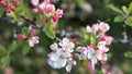 A lot of white-pink flowers of an apple tree close-up against a blue sky and green leaves Royalty Free Stock Photo