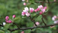 A lot of white-pink flowers of an apple tree close-up against a blue sky and green leaves Royalty Free Stock Photo