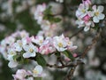 A lot of white-pink flowers of an apple tree close-up against a blue sky and green leaves Royalty Free Stock Photo