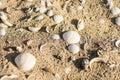 lot of white shells in the sand from the beach on vacation in egypt detail