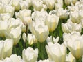 A lot of white tulips natural background. Royalty Free Stock Photo