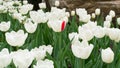 A lot of white tulips and one of them with single red petal Royalty Free Stock Photo