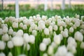 lot white tulips at the tulip festival or in the greenhouse Royalty Free Stock Photo