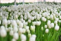 lot white tulips at the tulip festival or in the greenhouse Royalty Free Stock Photo