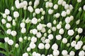 lot white tulips at the tulip festival or in the greenhouse Royalty Free Stock Photo