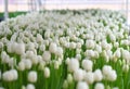 lot white tulips at the tulip festival or in the greenhouse Royalty Free Stock Photo