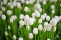 lot white tulips at the tulip festival or in the greenhouse Royalty Free Stock Photo