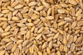 Dinkel wheat grain isolated Royalty Free Stock Photo