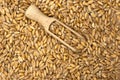 Dinkel wheat grain isolated