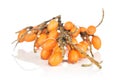 Sea buckthorn berry isolated on white