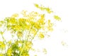 Fresh yellow dill flowers isolated on white Royalty Free Stock Photo