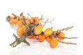 Sea buckthorn berry isolated on white
