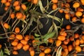 Sea buckthorn berry on grey stone