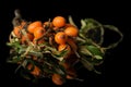 Sea buckthorn berry isolated on black glass