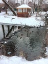 A lot of wild ducks swim on the winter river near the man-made waterfall near the gazebo Royalty Free Stock Photo