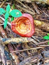 wild mushroom in tropical forest of asia Royalty Free Stock Photo