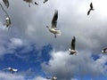 Lot of wild seagulls chaotic flying in the blue sea sky with clouds close up view