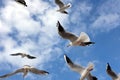 Lot of wild seagulls chaotic flying in the blue sea sky with white clouds closeup view