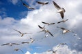 Lot of wild seagulls shambolic flying in the blue sea sky with white clouds Royalty Free Stock Photo