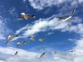 Lot of wild seagulls shambolic flying in the blue sea sky with white clouds on Baltic sea mobile photo horizontal view