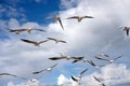 Lot of wild seagulls shambolic flying in the blue sea sky with white clouds