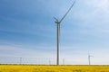 A lot of wind turbines stand on a flowering canola field, renewable energy concept Royalty Free Stock Photo