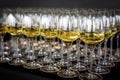 A lot of wine glasses with a cool delicious champagne or white wine at the bar Royalty Free Stock Photo