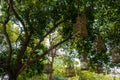 A lot of wooden birdcages is hanging on the branch of the large tree