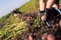 Work in the garden. Harvesting potato. Hands holding one bulb of potato