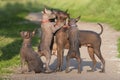 A lot of xolo dogs xoloitzcuintle, Mexican hairless mom and cubs are playing