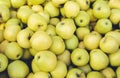 A lot of yellow apples. Harvesting