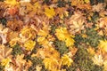 A lot of yellow autumn maple leaves falling on the grass Royalty Free Stock Photo