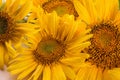 yellow bright sunflower flowers close-up on a natural wooden table Royalty Free Stock Photo