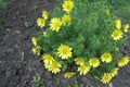 A lot of yellow flowers of Adonis vernalis Royalty Free Stock Photo