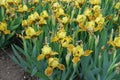 A lot of yellow flowers of bearded irises