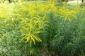 A lot of yellow flowers of Solidago canadensis