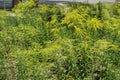 A lot of yellow flowers of Solidago canadensis in summer